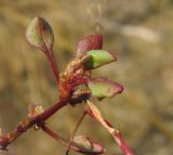 Rumex bucephalophorus ssp. hispanicus