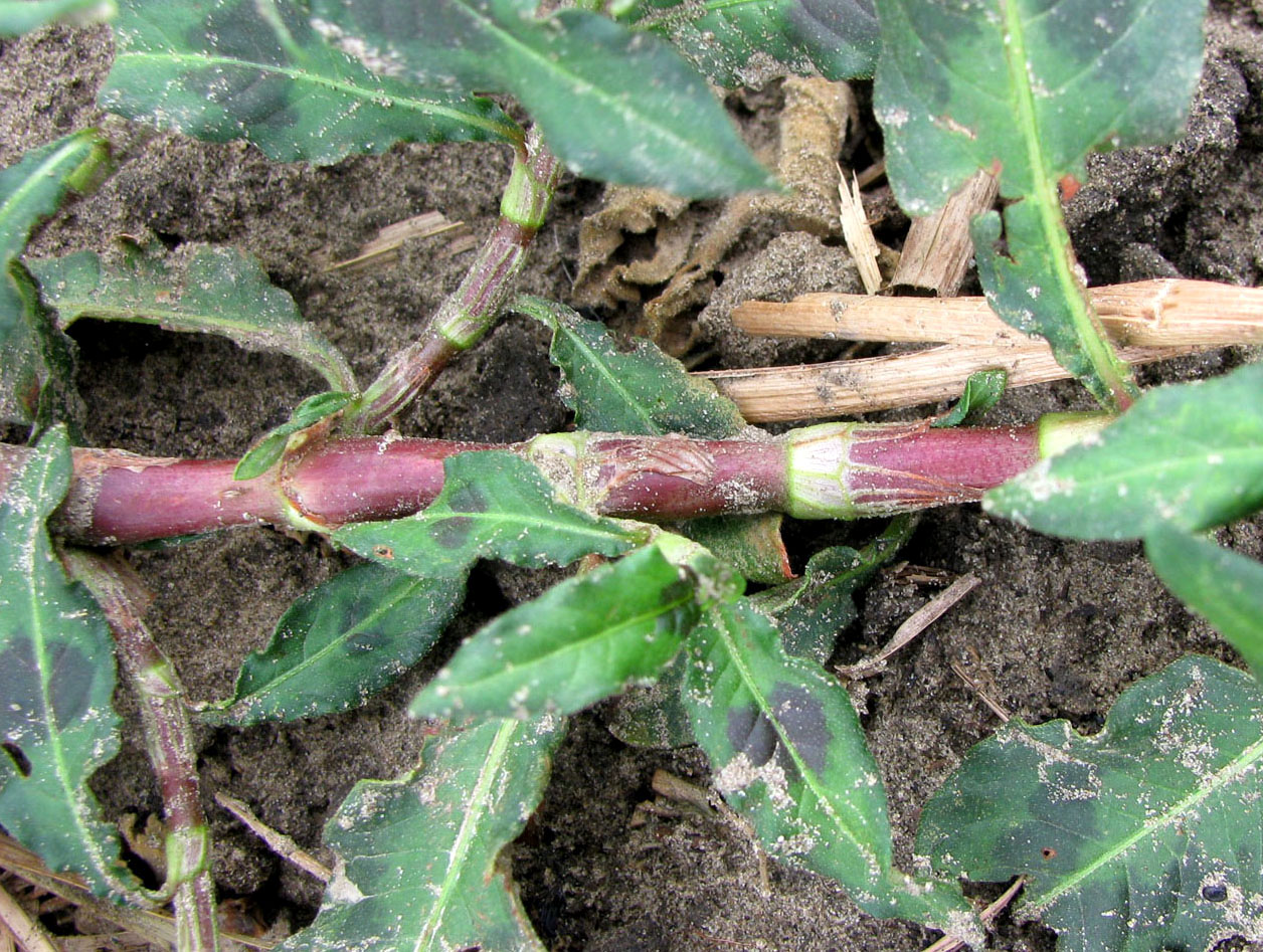 Image of Persicaria &times; lenticularis specimen.