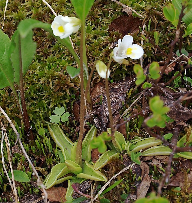 Image of Pinguicula alpina specimen.
