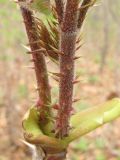 Aralia elata