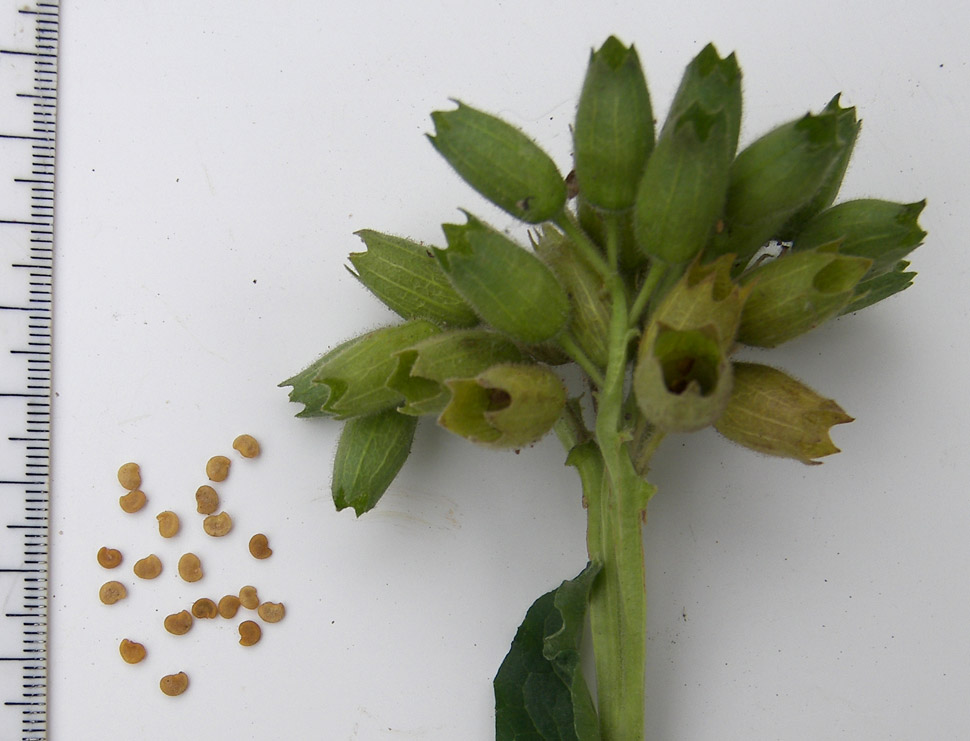 Изображение особи Physochlaina orientalis.