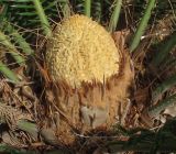 Cycas revoluta