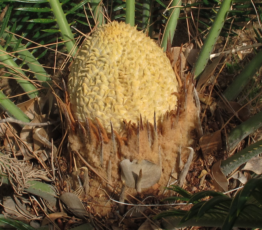 Image of Cycas revoluta specimen.