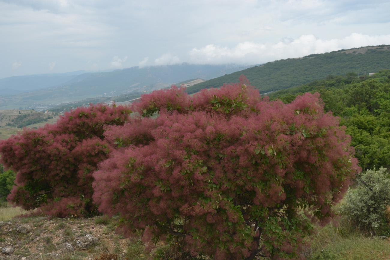 Изображение особи Cotinus coggygria.