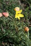 Anemone petiolulosa