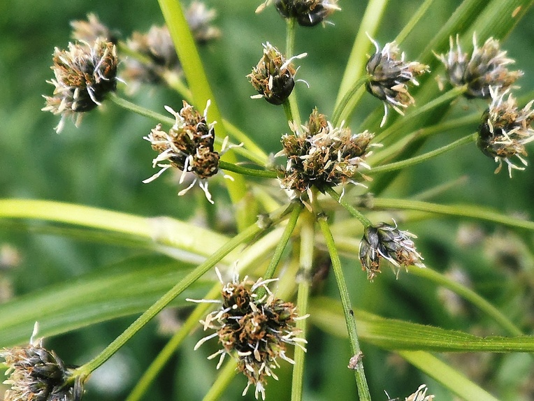 Изображение особи Scirpus sylvaticus.