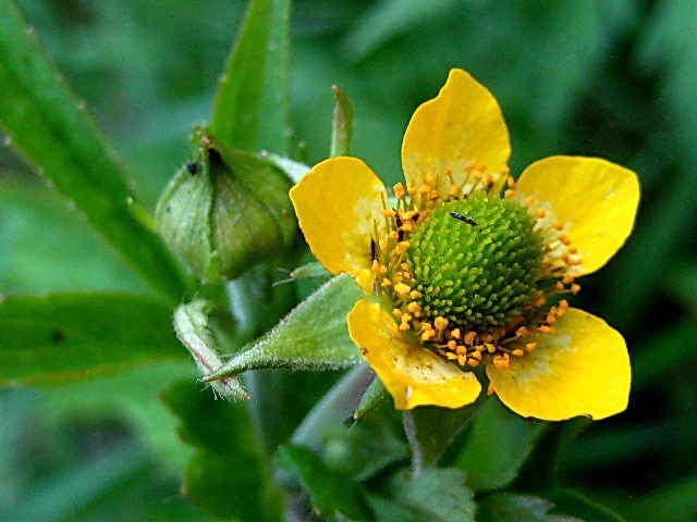 Image of Geum aleppicum specimen.