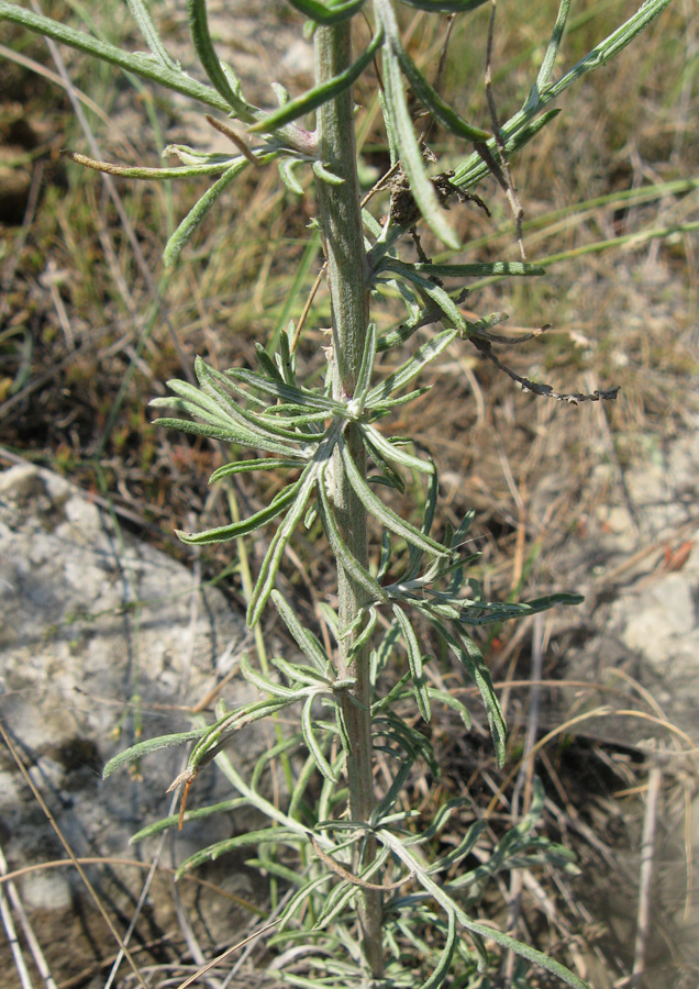 Image of Centaurea caprina specimen.