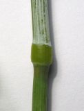 Avena persica