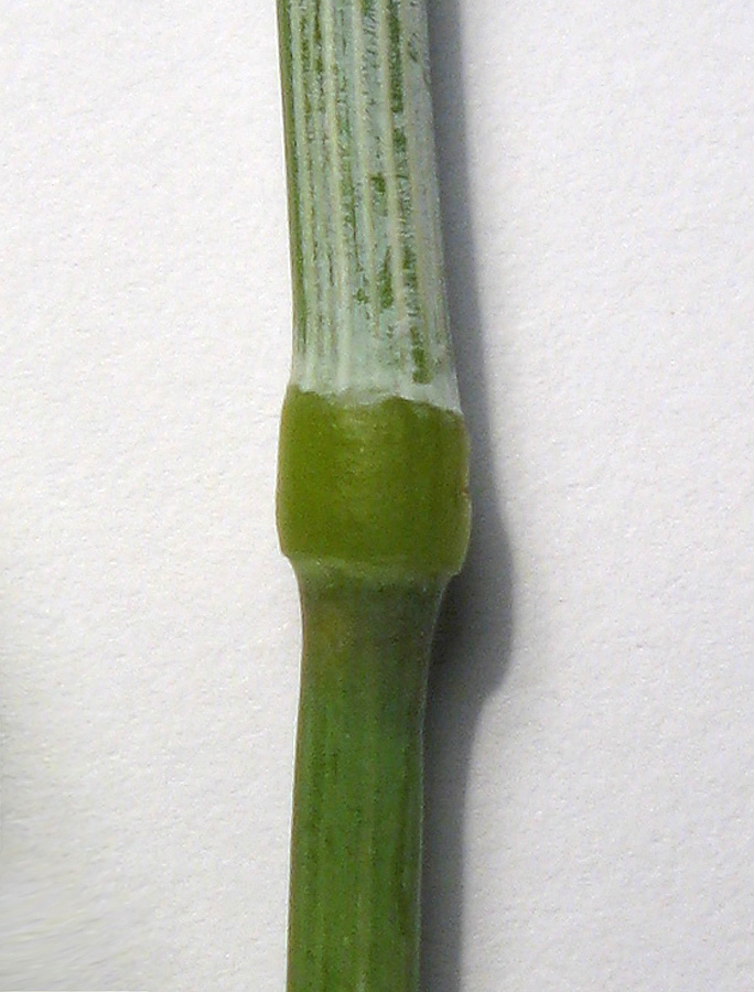 Image of Avena persica specimen.