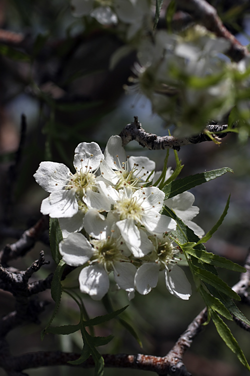 Изображение особи Pyrus regelii.