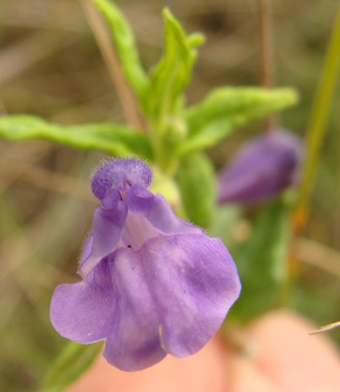 Изображение особи Scutellaria scordiifolia.