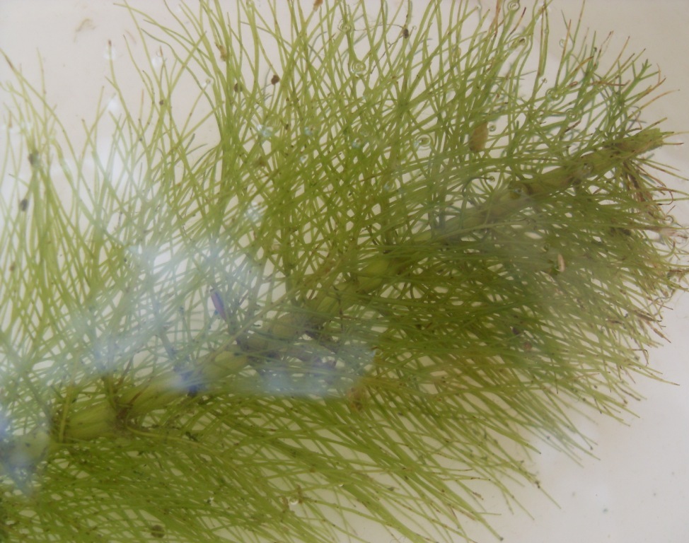 Image of Myriophyllum verticillatum specimen.