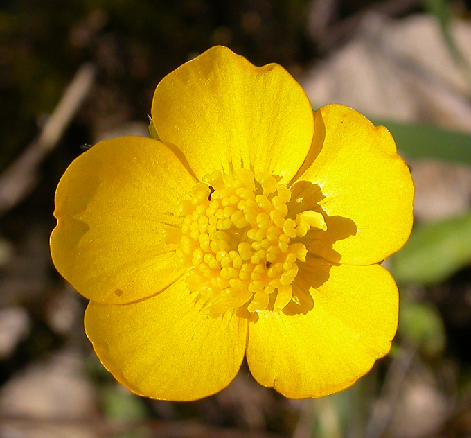 Изображение особи род Ranunculus.