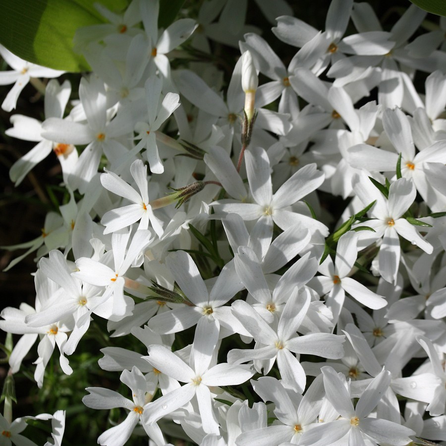 Изображение особи Phlox subulata.