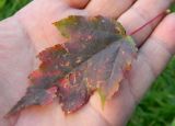 Acer ginnala