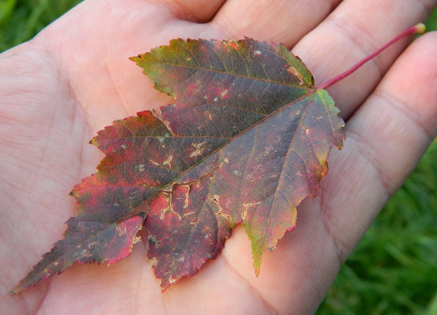 Image of Acer ginnala specimen.