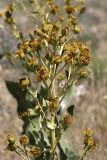 Inula macrophylla