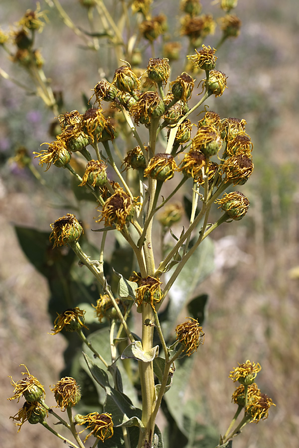 Изображение особи Inula macrophylla.