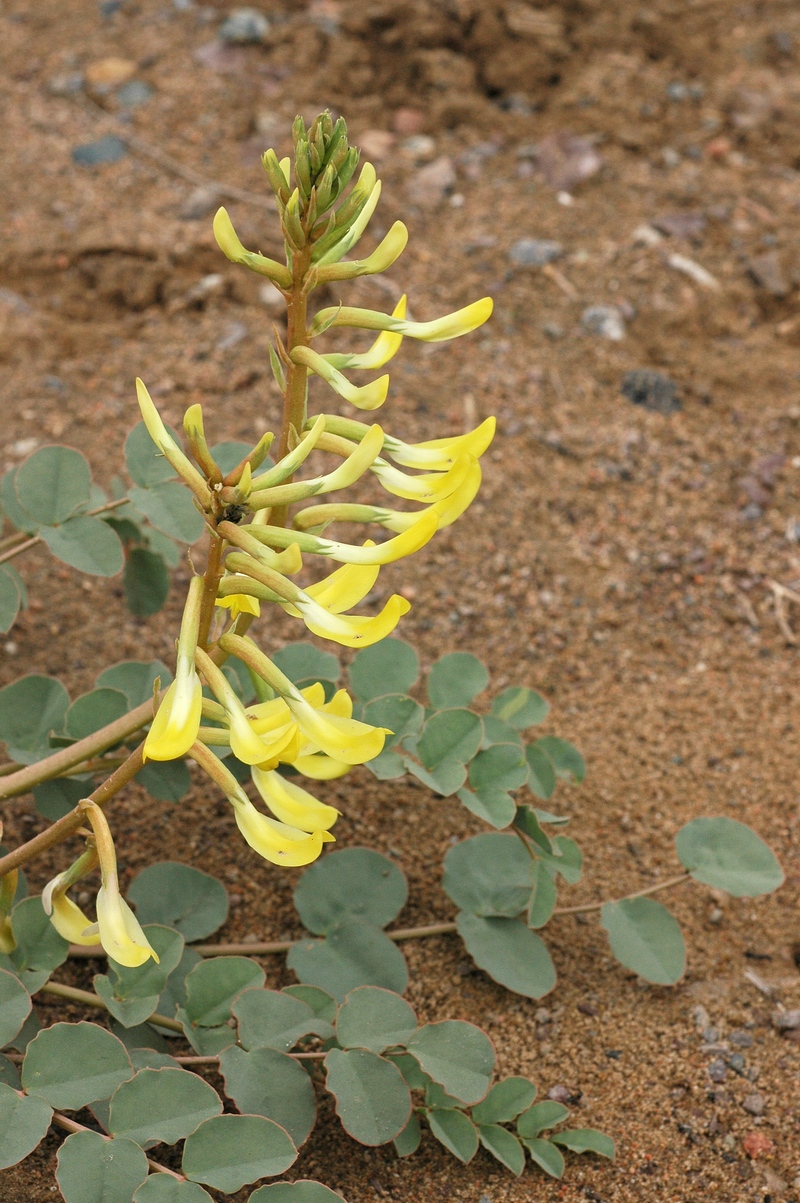 Изображение особи Astragalus flexus.
