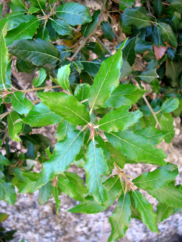 Изображение особи Quercus castanea.