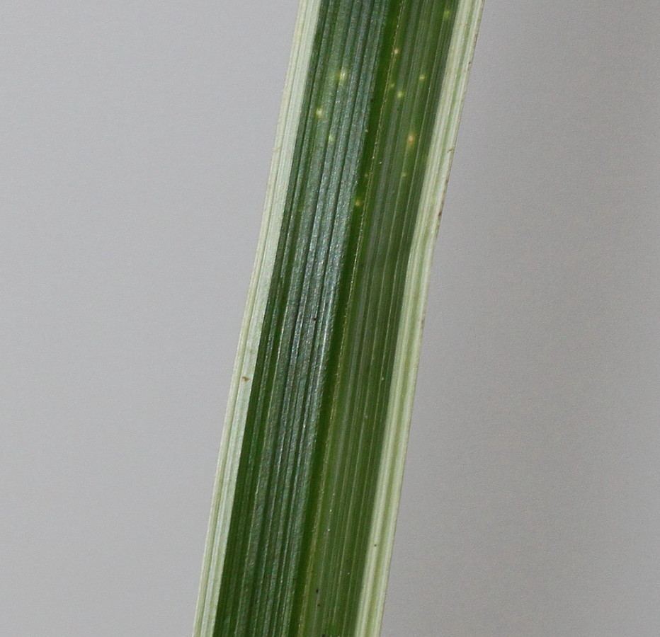 Image of Carex morrowii specimen.