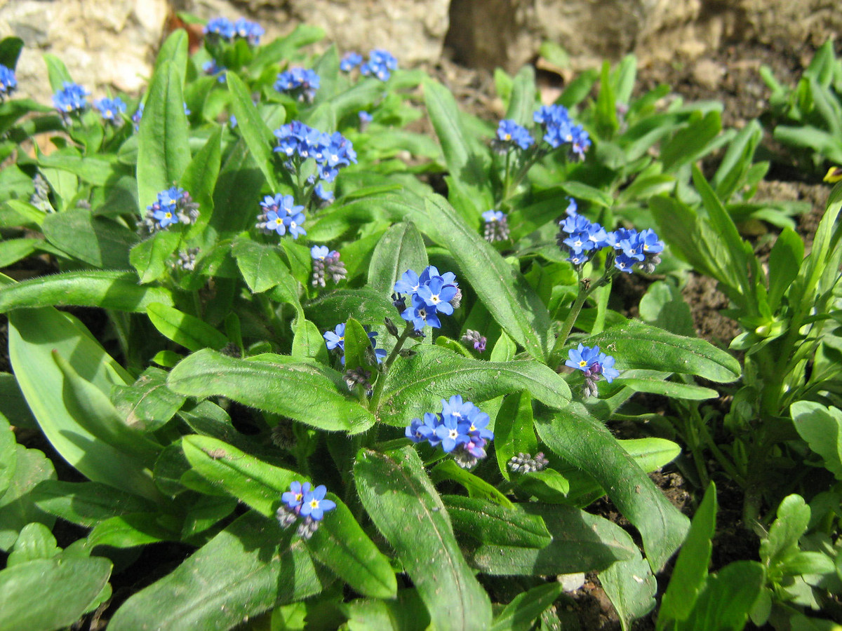 Изображение особи род Myosotis.