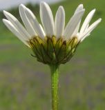 Leucanthemum vulgare