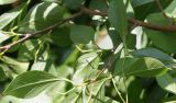 Styrax japonicus