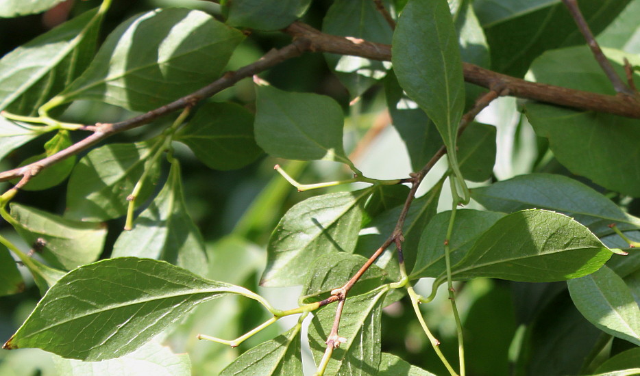 Image of Styrax japonicus specimen.