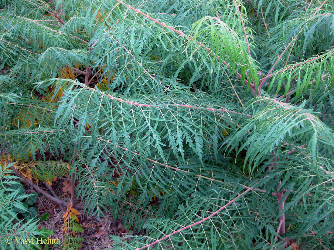 Изображение особи Rhus typhina f. laciniata.