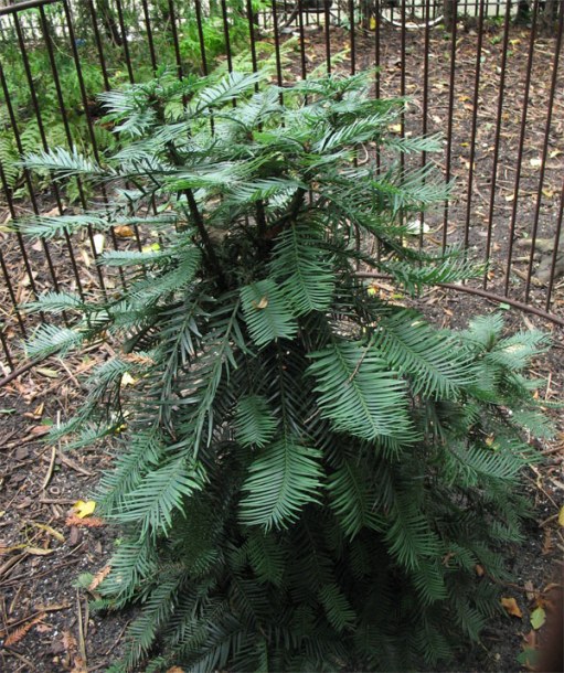 Image of Wollemia nobilis specimen.