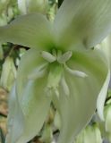 Yucca gloriosa. Цветок. Абхазия, Гагрский р-н, г. Пицунда, 10.06.2012.