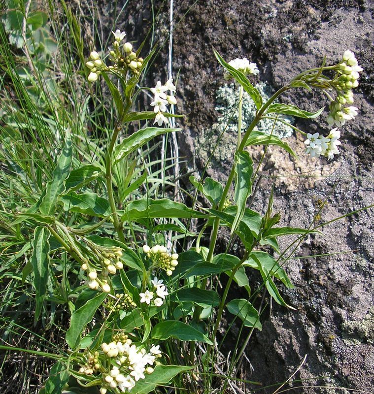 Image of Vincetoxicum hirundinaria specimen.