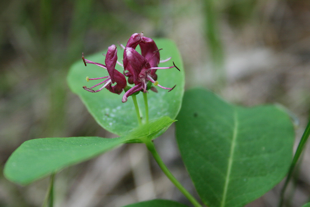 Изображение особи Lonicera chamissoi.