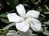 Nerium oleander. Цветок. Испания, автономное сообщество Андалусия, провинция Севилья, комарка Большая Севилья, г. Севилья, берег р. Гвадалквивир. 14.07.2012.