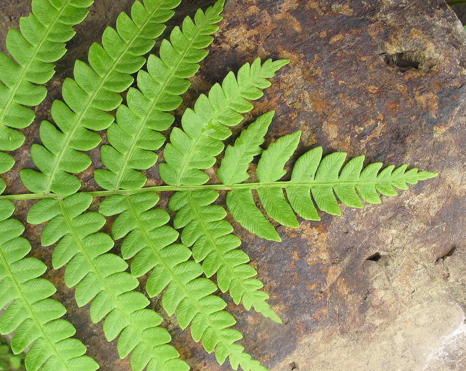 Image of Osmundastrum asiaticum specimen.