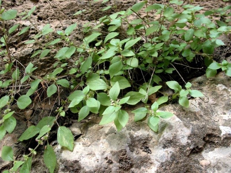 Image of Parietaria elliptica specimen.