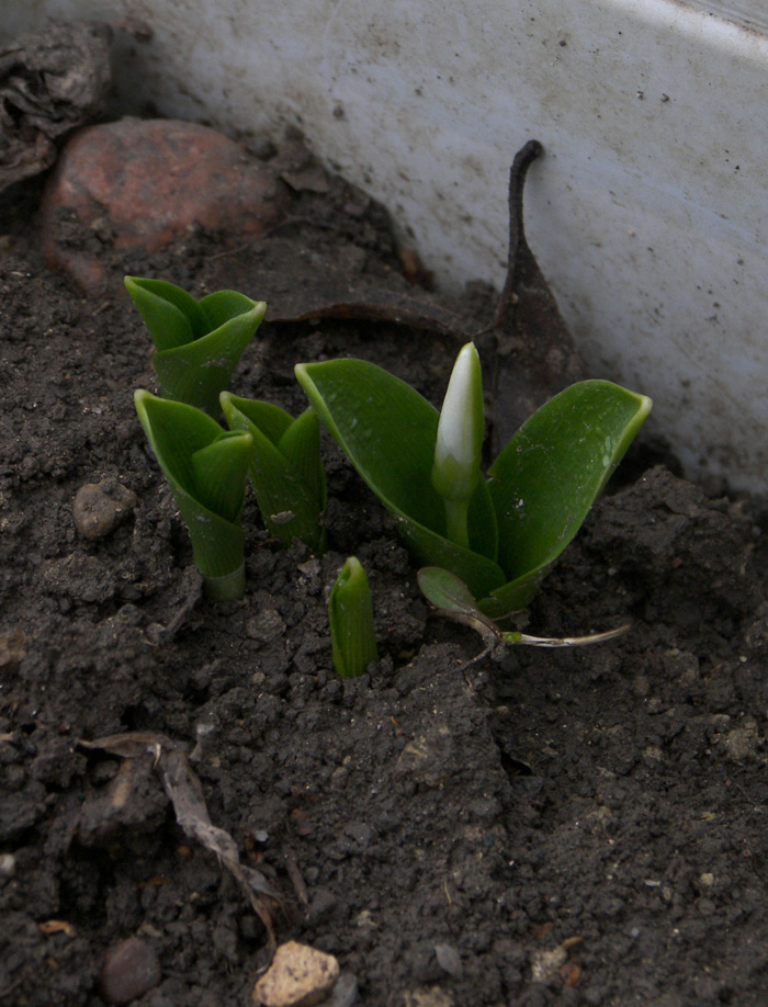 Image of Galanthus krasnovii specimen.