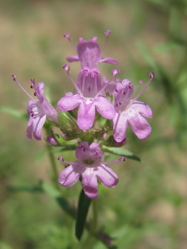 Image of Thymus pallasianus specimen.