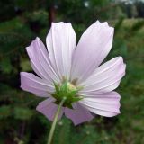 Cosmos bipinnatus