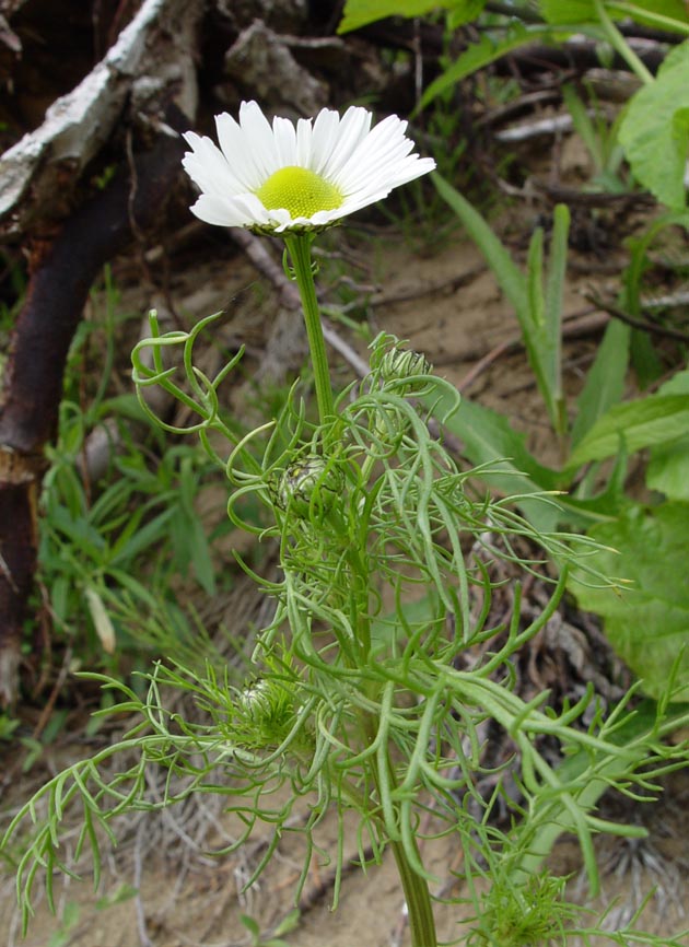 Image of genus Tripleurospermum specimen.