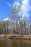 Populus nigra