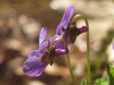 Viola dehnhardtii