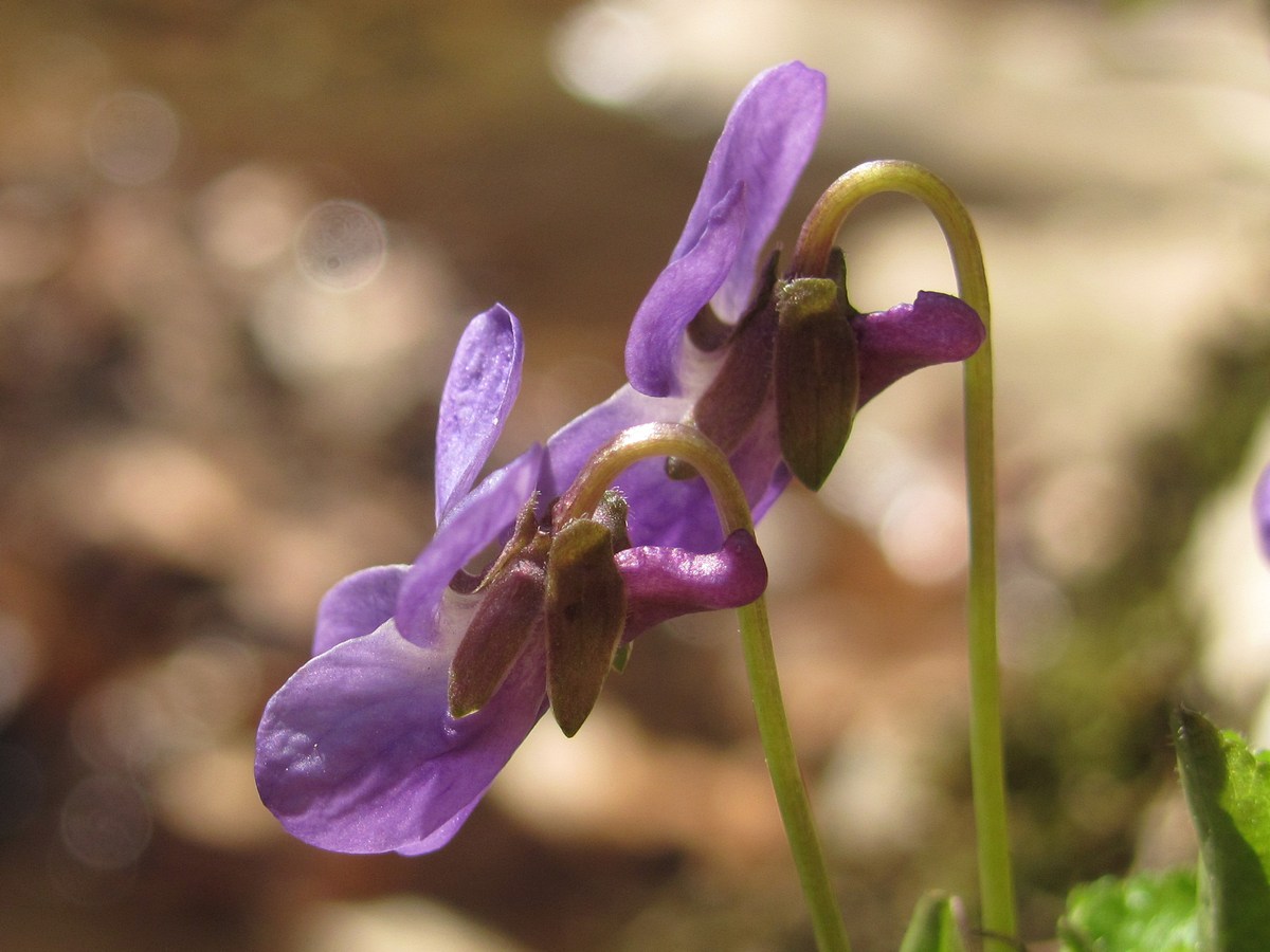 Изображение особи Viola dehnhardtii.