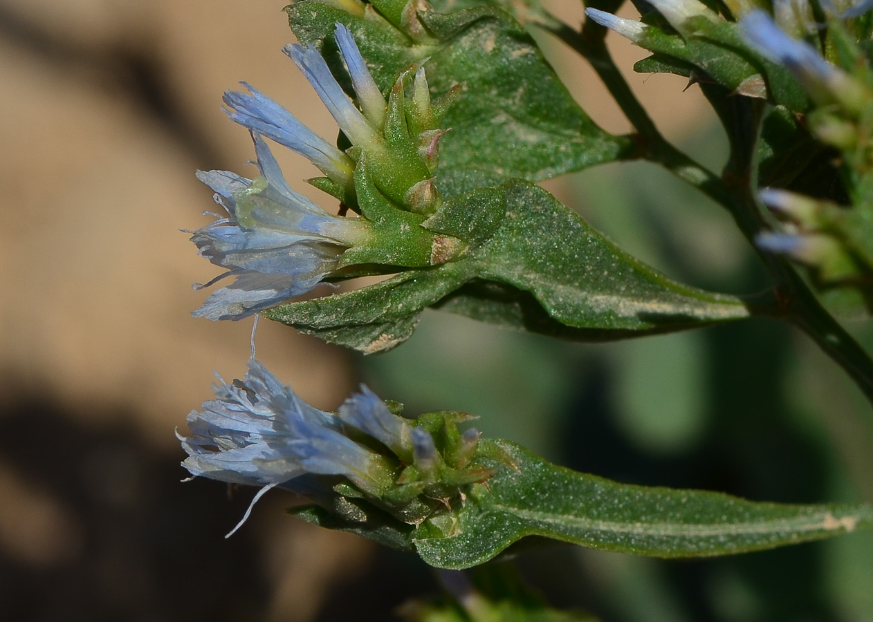 Image of Limonium lobatum specimen.