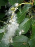 Populus × sibirica