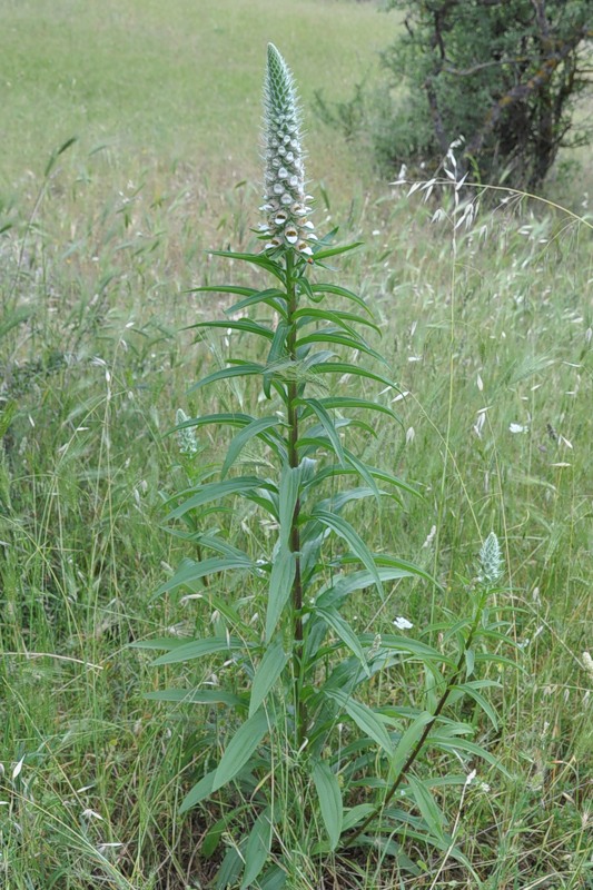 Изображение особи Digitalis lanata.