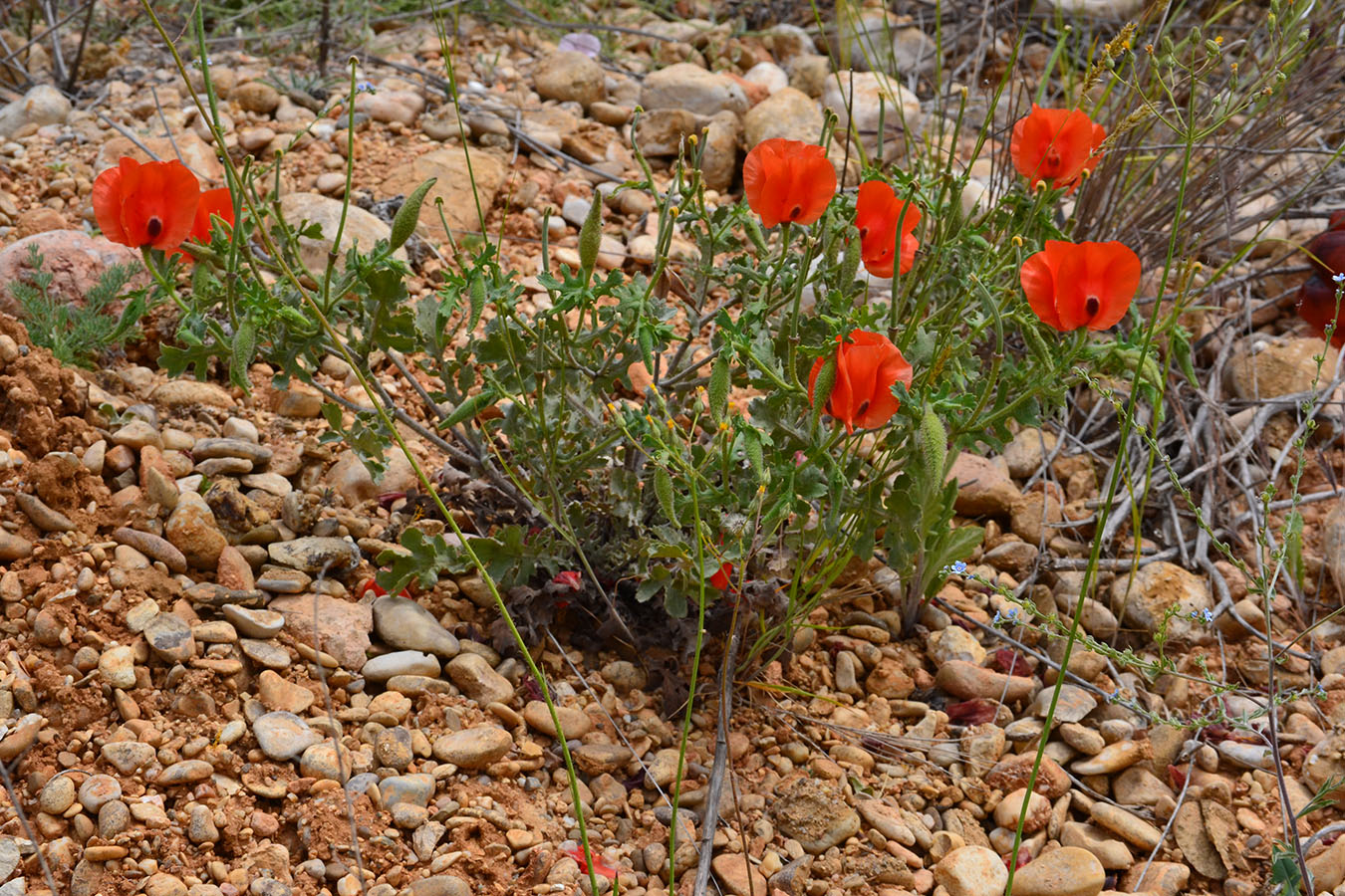 Image of Glaucium corniculatum specimen.