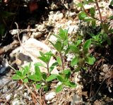 род Thymus. Веточка. Архангельская обл., Пинежский р-н, восточные окр. Пинежского заповедника, на обнажении горной породы в карстовом логу. 21.06.2013.